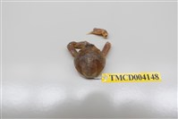 藏品(豆形拳蟹)的圖片